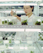 派生品种取原始品种比拟